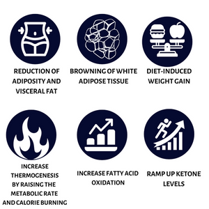 Healthgevity IGNITE+ - 90 Capsules